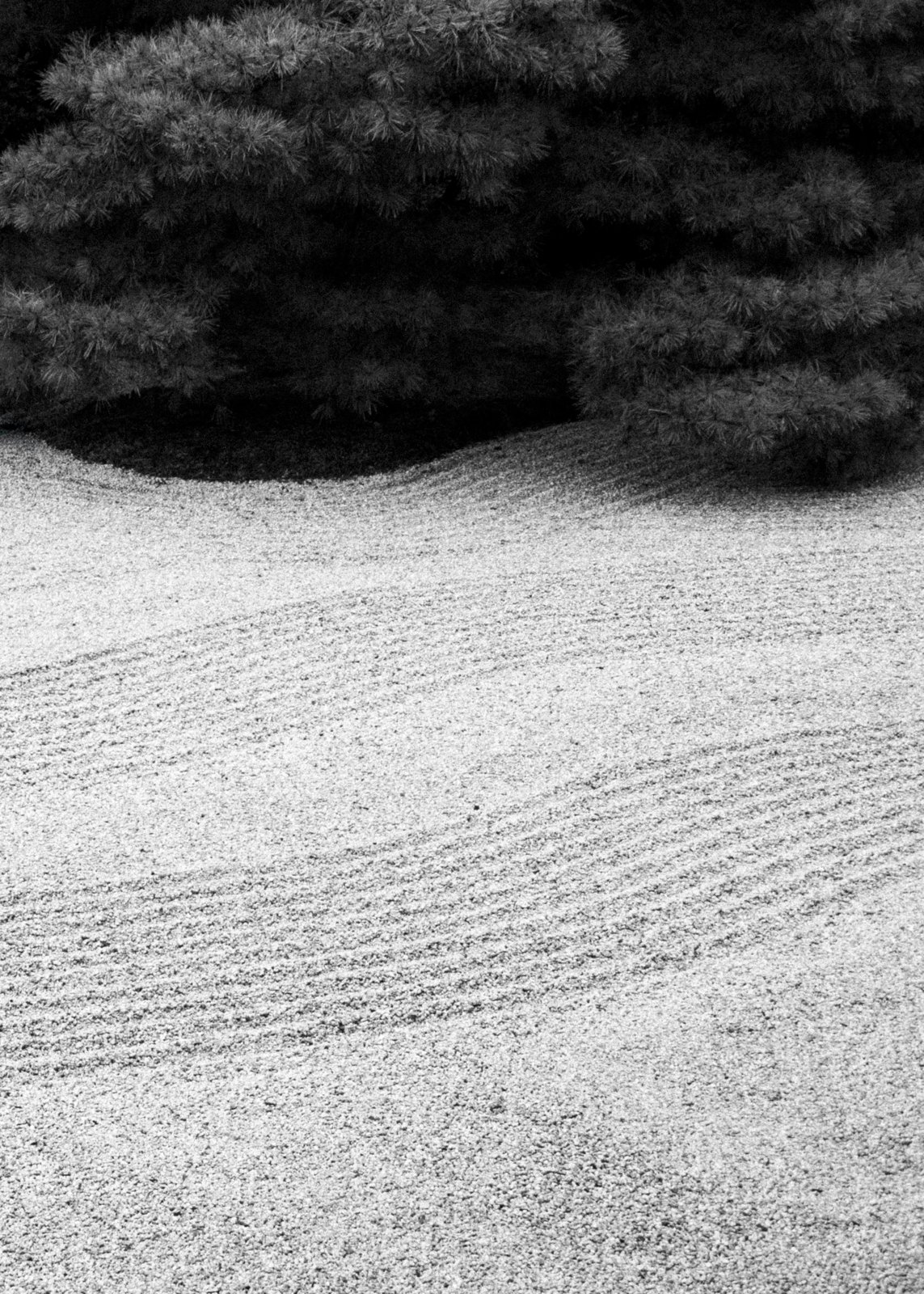 Black and white photograph of a Japanese Zen garden with meticulously raked gravel symbolizing flowing water, framed by overhanging pine trees. This serene scene evokes the concept of mono no aware, reflecting on the impermanence and ephemeral beauty of nature.