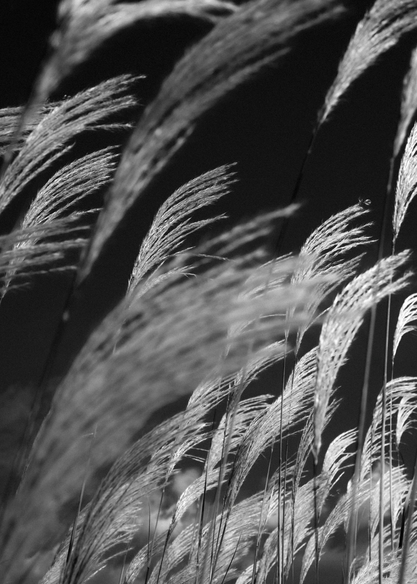 Graceful pampas grass swaying in the wind, highlighted in black and white, reflecting the mono no aware philosophy of impermanence and the ephemeral beauty of nature's cycles.