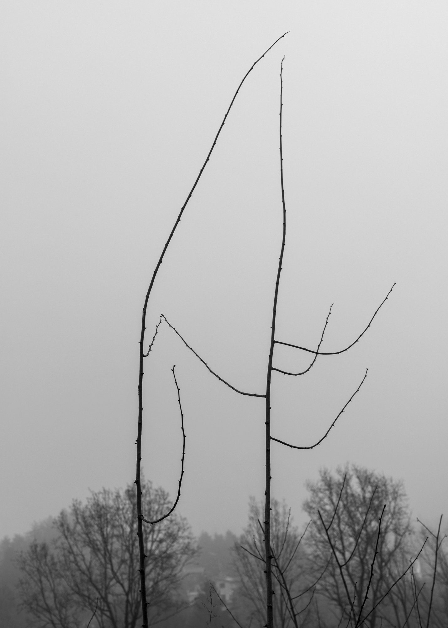 Monochrome triptych minimalist branches against a soft, foggy background, portraying 'mono no aware,' the impermanence of life, and the ephemeral essence of nature's simplicity and connection.