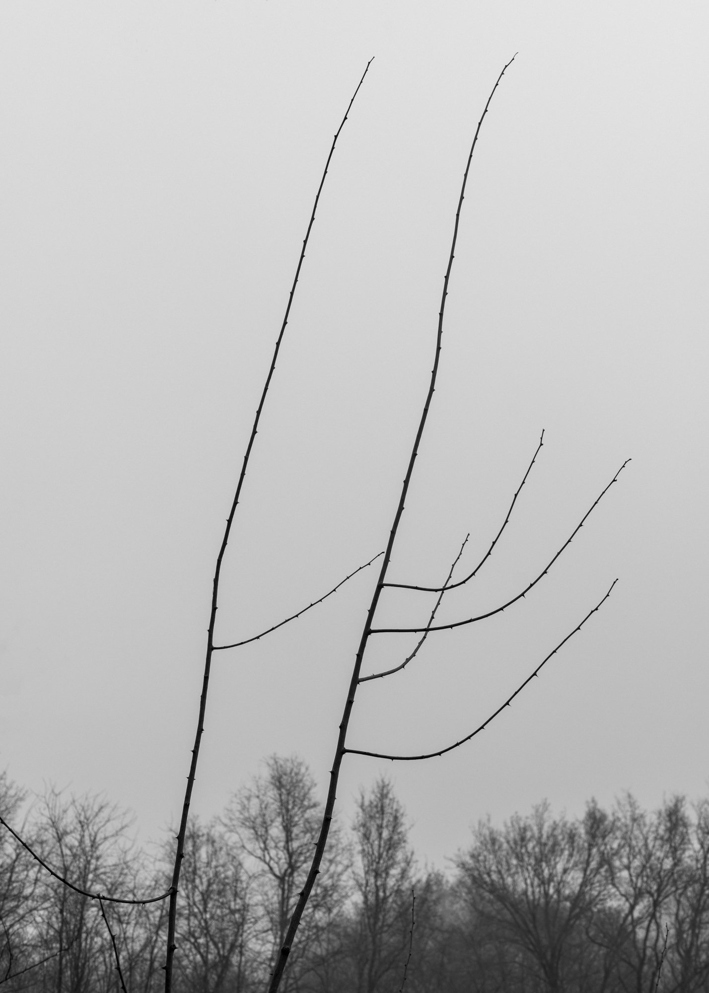 Monochrome triptych minimalist branches against a soft, foggy background, portraying 'mono no aware,' the impermanence of life, and the ephemeral essence of nature's simplicity and connection.