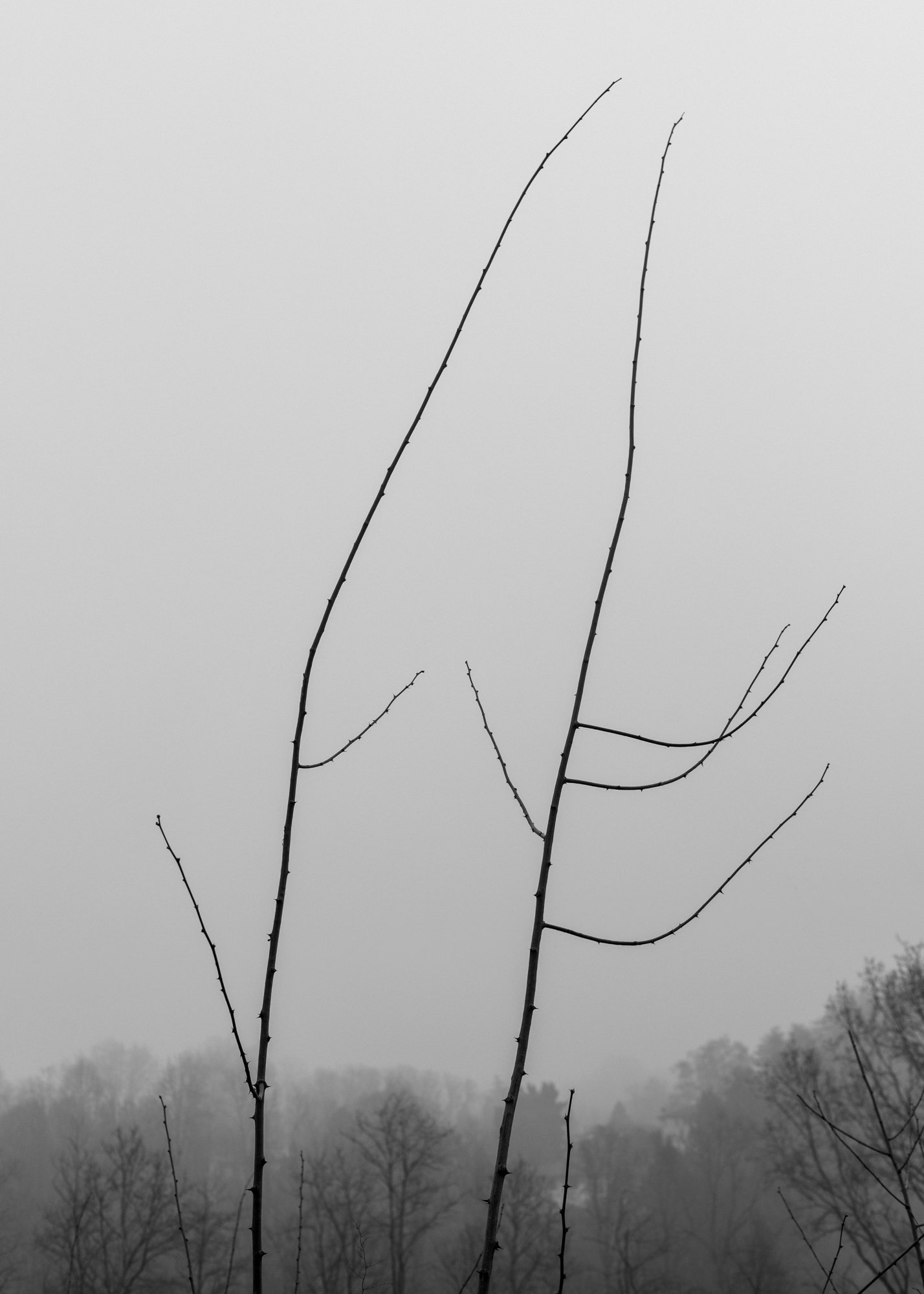 Monochrome triptych minimalist branches against a soft, foggy background, portraying 'mono no aware,' the impermanence of life, and the ephemeral essence of nature's simplicity and connection.