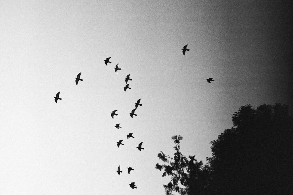 Silhouette of birds flying in a minimalist sky, embodying mono no aware and the fleeting beauty of impermanence and the ephemeral nature of existence.