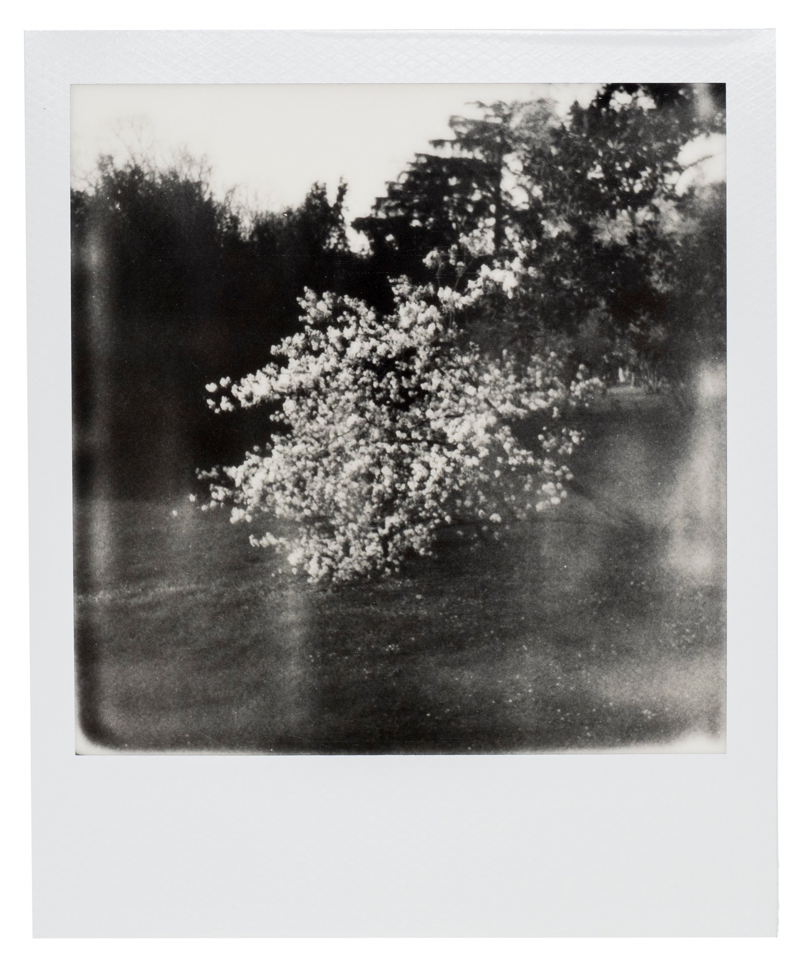 Polaroid black-and-white photograph of a solitary blooming tree in a serene park, reflecting the concept of mono no aware and the ephemeral beauty of impermanence