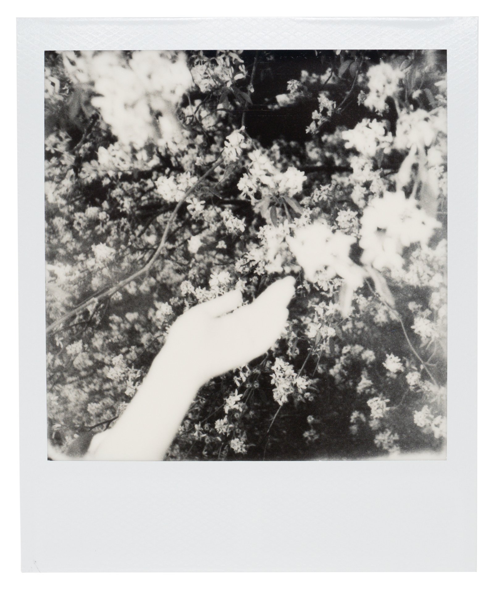 Polaroid black-and-white photograph of a hand gently reaching towards blooming flowers, symbolizing the transient nature of life and the impermanence celebrated in mono no aware.