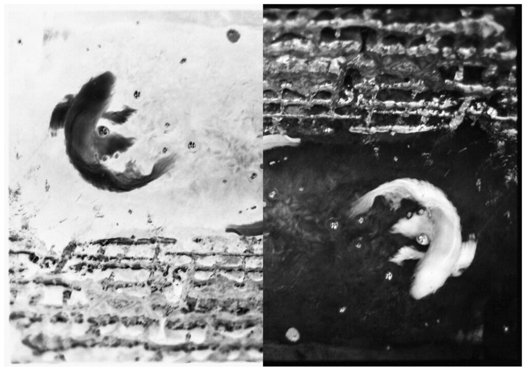 A monochrome diptych of abstract fish forms against textured backgrounds, symbolizing 'mono no aware' through the ephemeral beauty of life and the impermanence of natural existence.